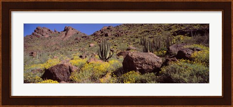 Framed Cacti with wildflowers on a landscape, Organ Pipe Cactus National Monument, Arizona, USA Print