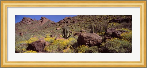 Framed Cacti with wildflowers on a landscape, Organ Pipe Cactus National Monument, Arizona, USA Print