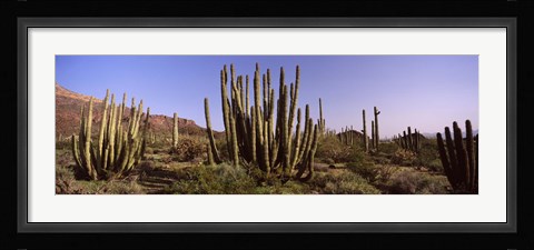 Framed Organ Pipe Cacti on a Landscape, Organ Pipe Cactus National Monument, Arizona, USA Print