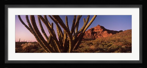 Framed Organ Pipe cactus on a landscape, Organ Pipe Cactus National Monument, Arizona Print