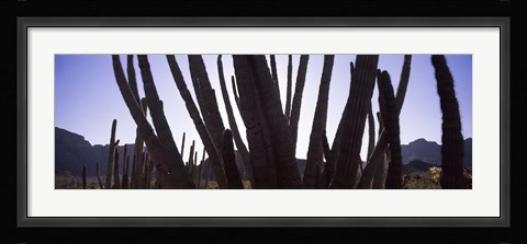 Framed Cactus Close-Up, Organ Pipe Cactus National Monument, Arizona, USA Print