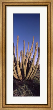 Framed Organ Pipe Cacti, Organ Pipe Cactus National Monument, Arizona (horizontal) Print