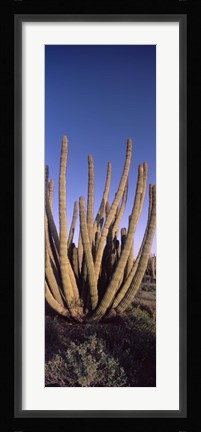 Framed Organ Pipe Cacti, Organ Pipe Cactus National Monument, Arizona (horizontal) Print