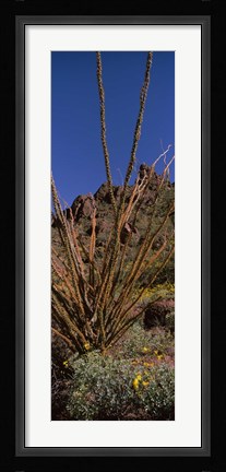 Framed Plants on a landscape, Organ Pipe Cactus National Monument, Arizona (vertical) Print
