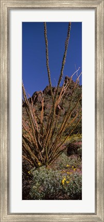 Framed Plants on a landscape, Organ Pipe Cactus National Monument, Arizona (vertical) Print