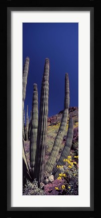 Framed Close up of Organ Pipe cactus, Arizona Print