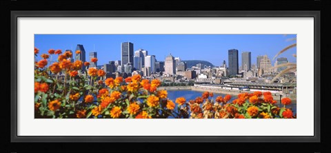 Framed Blooming flowers with city skyline in the background, Montreal, Quebec, Canada 2010 Print