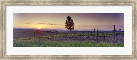 Framed Tree in a vineyard, Val D&#39;Orcia, Siena Province, Tuscany, Italy Print