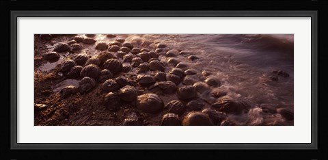 Framed Horseshoe crabs (Limulus polyphemus), spawning, Port Mahon, Delaware River, Delaware, USA Print