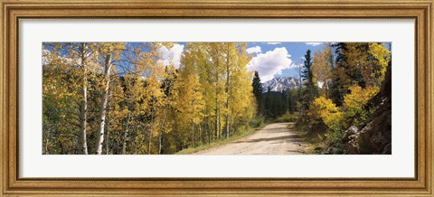 Framed Aspen trees on both sides of a road, Old Lime Creek Road, Cascade, El Paso County, Colorado, USA Print