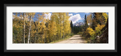 Framed Aspen trees on both sides of a road, Old Lime Creek Road, Cascade, El Paso County, Colorado, USA Print