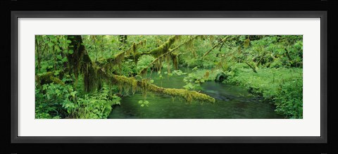 Framed Stream flowing through a rainforest, Hoh Rainforest, Olympic National Park, Washington State, USA Print