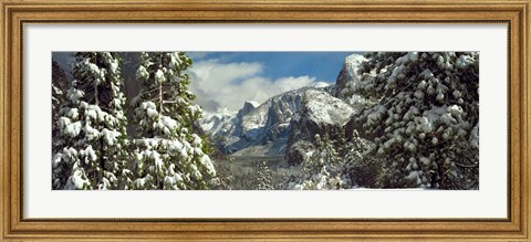 Framed Snowy trees in winter, Yosemite Valley, Yosemite National Park, California, USA Print