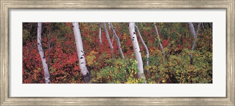 Framed Trees in a forest Print