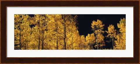Framed Aspen trees in autumn, Colorado, USA Print