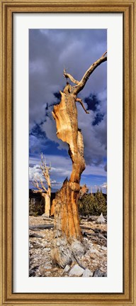 Framed Bristlecone pine trees (Pinus longaeva) on a landscape, White Mountain, California, USA Print
