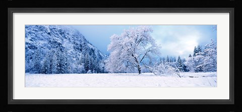 Framed Snow covered oak trees in a valley, Yosemite National Park, California, USA Print