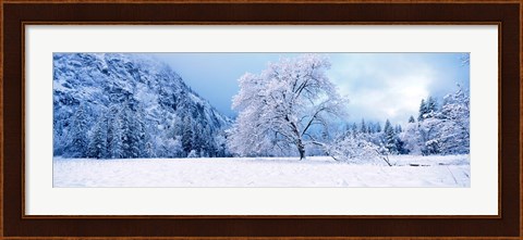 Framed Snow covered oak trees in a valley, Yosemite National Park, California, USA Print
