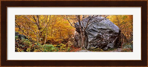 Framed Big boulder in a forest, Stowe, Lamoille County, Vermont, USA Print