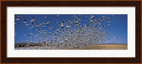 Framed Flock of Snow geese flying, Bosque Del Apache National Wildlife Reserve, New Mexico Print