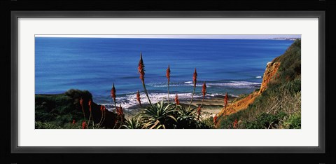 Framed Flowers and plants on the beach, Alvor Beach, Algarve, Portugal Print