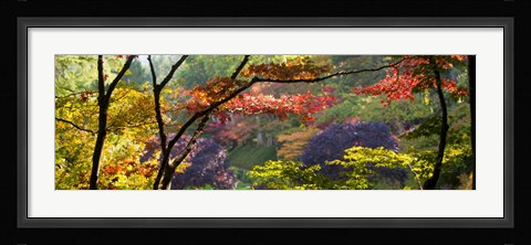Framed Trees in a garden, Butchart Gardens, Victoria, Vancouver Island, British Columbia, Canada Print