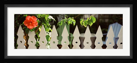 Framed White picket fence and red hibiscus flower along Whitehead Street, Key West, Monroe County, Florida, USA Print