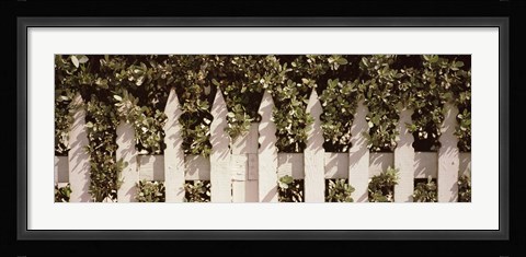 Framed White picket fence surrounded by bushes along Truman Avenue, Key West, Monroe County, Florida, USA Print