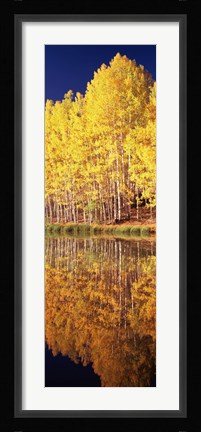 Framed Reflection of Aspen trees in a lake, Telluride, San Miguel County, Colorado, USA Print