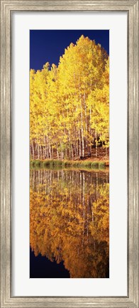 Framed Reflection of Aspen trees in a lake, Telluride, San Miguel County, Colorado, USA Print