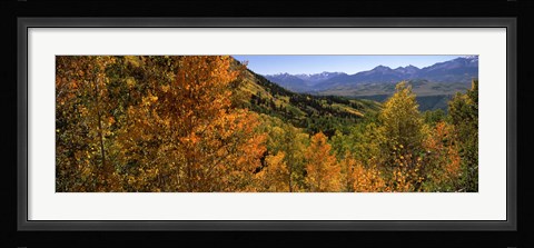 Framed Forest, Silverton, San Juan County, Colorado, USA Print