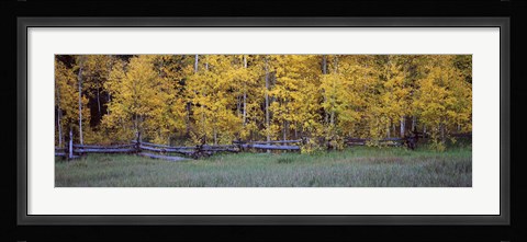 Framed Forest, State Highway 62, Ridgway, Colorado Print