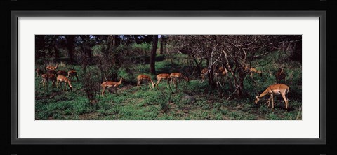 Framed Herd of impalas (Aepyceros Melampus) grazing in a forest, Kruger National Park, South Africa Print