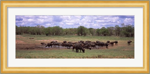 Framed Herd of Cape buffaloes (Syncerus caffer) use a mud hole to cool off in mid-day sun, Kruger National Park, South Africa Print