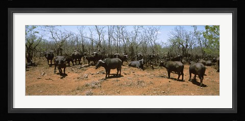 Framed Herd of Cape buffaloes wait out in the minimal shade of thorn trees, Kruger National Park, South Africa Print