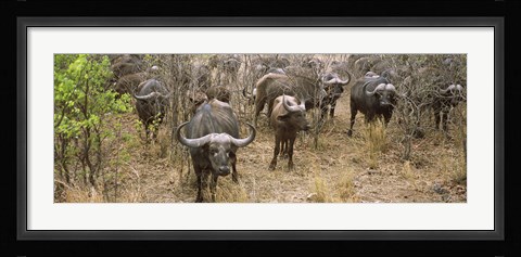 Framed Herd of Cape buffaloes, Kruger National Park, South Africa Print