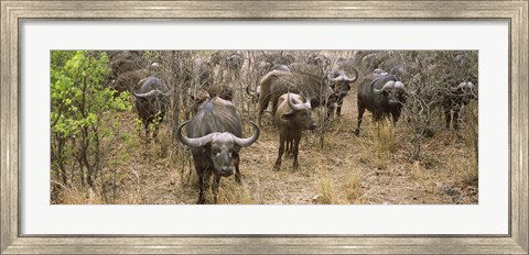 Framed Herd of Cape buffaloes, Kruger National Park, South Africa Print
