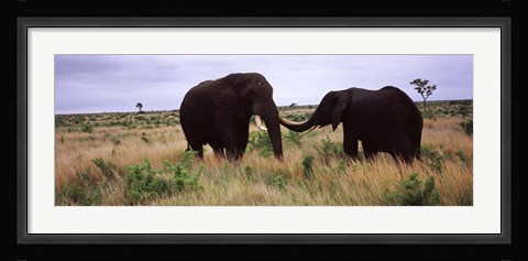 Framed Two African elephants (Loxodonta Africana) socialize on the savannah plains, Kruger National Park, South Africa Print