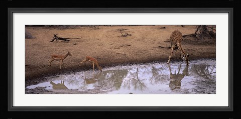 Framed Impalas (Aepyceros Melampus) and a giraffe at a waterhole, Mkuze Game Reserve, Kwazulu-Natal, South Africa Print