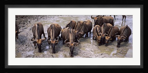 Framed Herd of Blue wildebeests (Connochaetes taurinus) at a waterhole, Mkuze Game Reserve, Kwazulu-Natal, South Africa Print