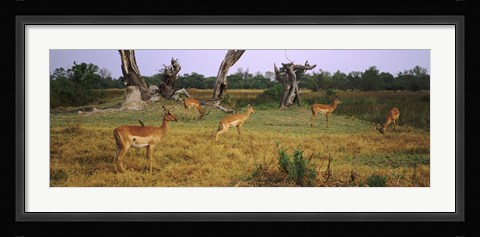 Framed Herd of impalas (Aepyceros Melampus) grazing in a field, Moremi Wildlife Reserve, Botswana Print