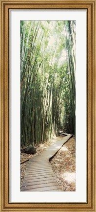 Framed Trail in a bamboo forest, Hana Coast, Maui, Hawaii, USA Print