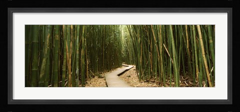 Framed Wooden path surrounded by bamboo, Oheo Gulch, Seven Sacred Pools, Hana, Maui, Hawaii, USA Print