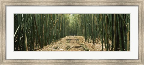 Framed Path with stones surrounded by Bamboo, Oheo Gulch, Seven Sacred Pools, Hana, Maui, Hawaii, USA Print