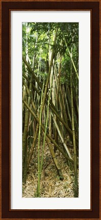 Framed Bamboo stems, Oheo Gulch, Seven Sacred Pools, Hana, Maui, Hawaii, USA Print