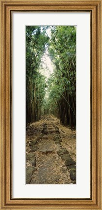 Framed Opening to the sky in a Bamboo forest, Oheo Gulch, Seven Sacred Pools, Hana, Maui, Hawaii, USA Print
