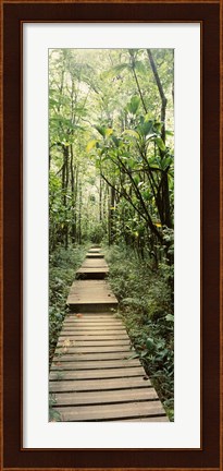 Framed Stepped path surronded by Bamboo shoots, Oheo Gulch, Seven Sacred Pools, Hana, Maui, Hawaii, USA Print