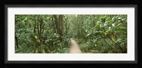 Framed Young bamboo with path, Oheo Gulch, Seven Sacred Pools, Hana, Maui, Hawaii, USA Print