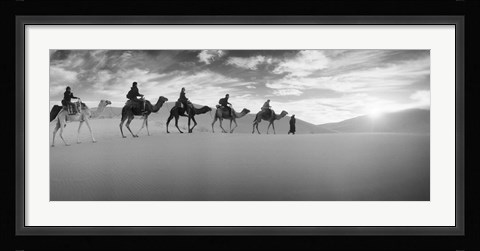 Framed Tourists riding camels through the Sahara Desert landscape led by a Berber man, Morocco (black and white) Print