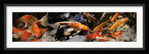 Framed Koi carp Print